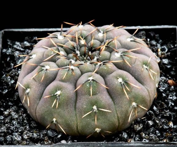 Gymnocalycium_obductum